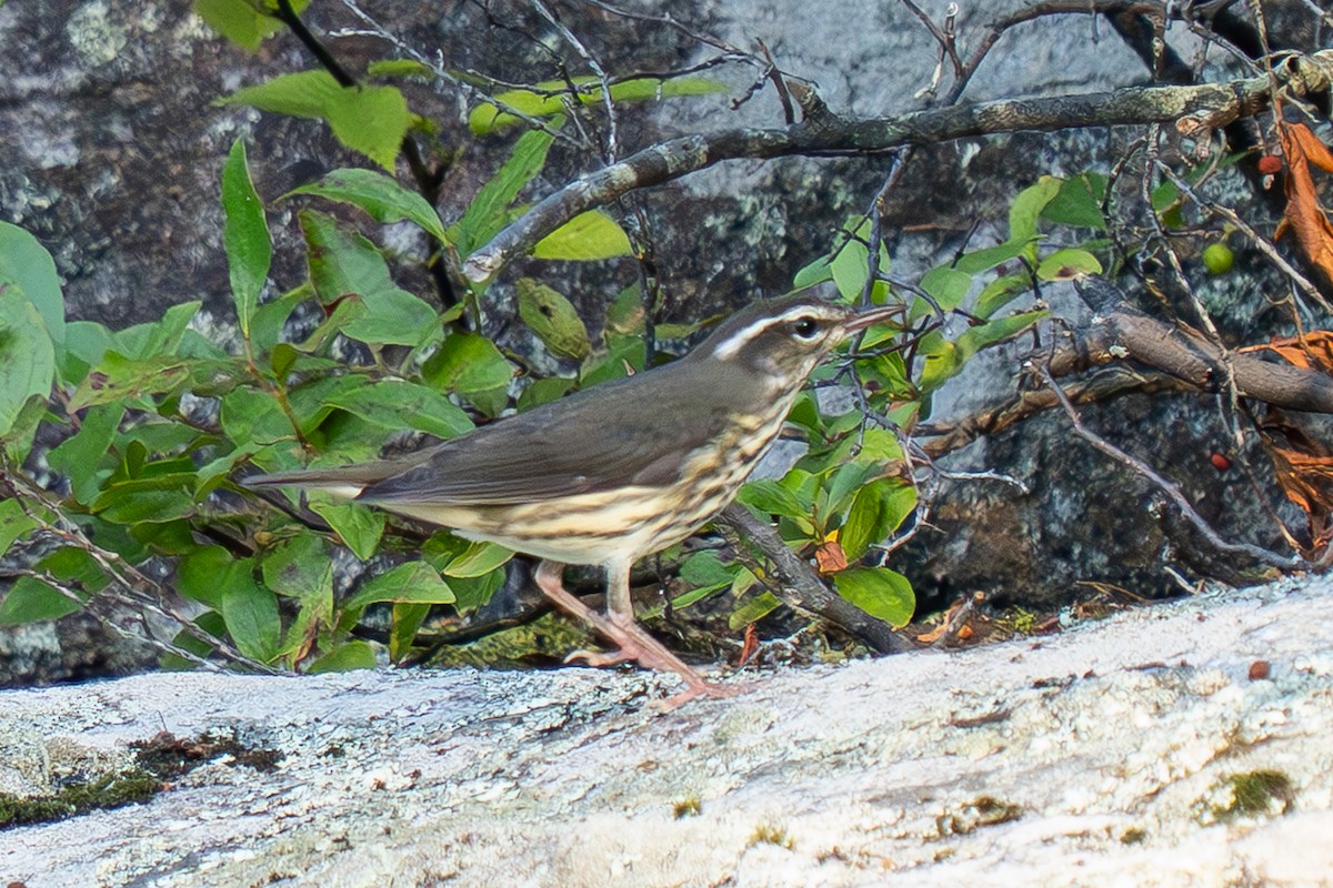 Louisiana Waterthrush - ML638578549