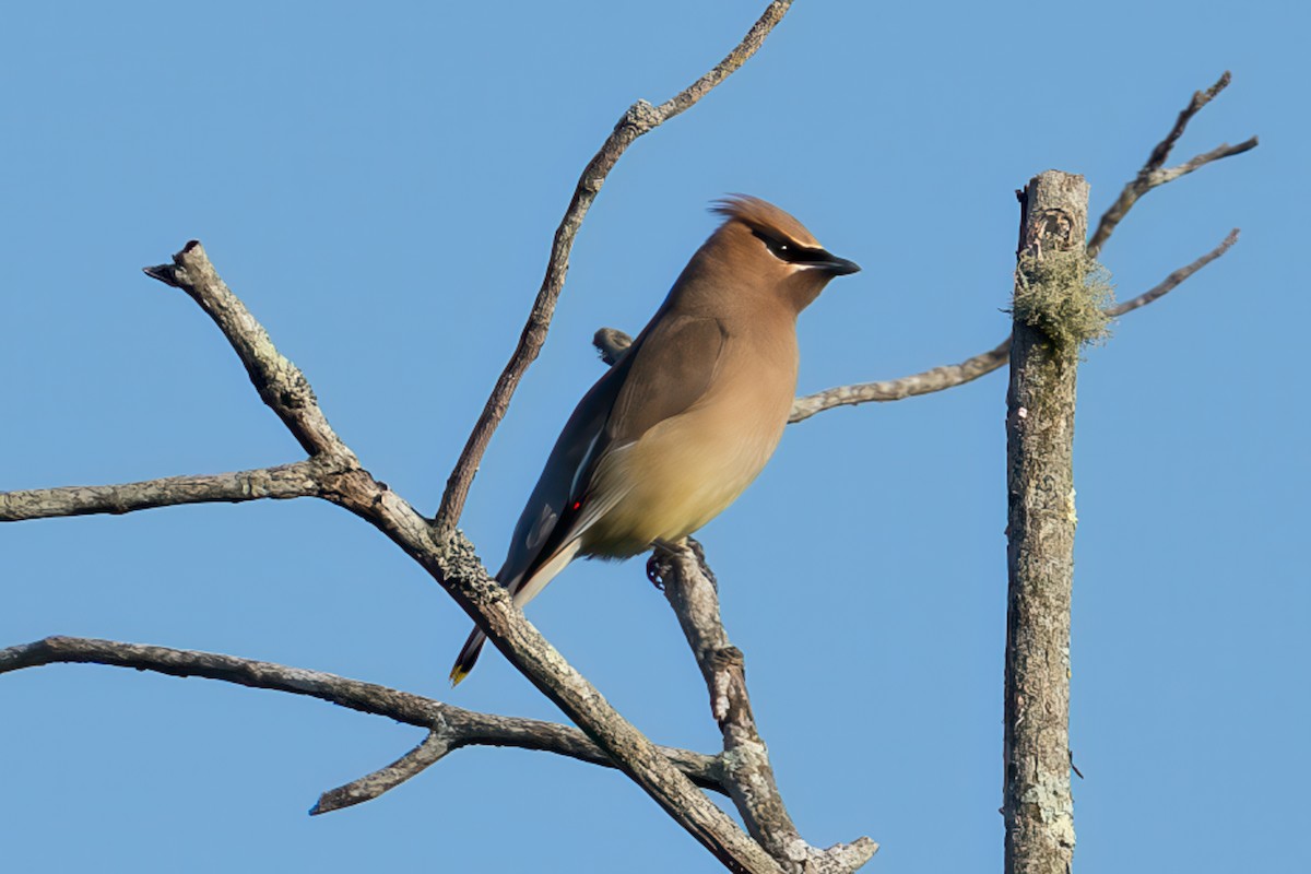 Cedar Waxwing - ML638578551