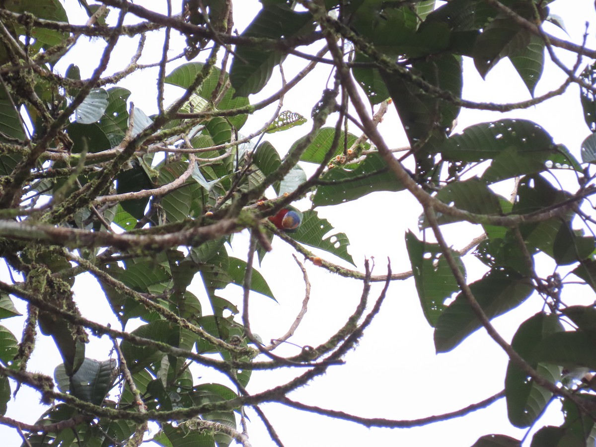 Red-breasted Pygmy-Parrot - ML638578559