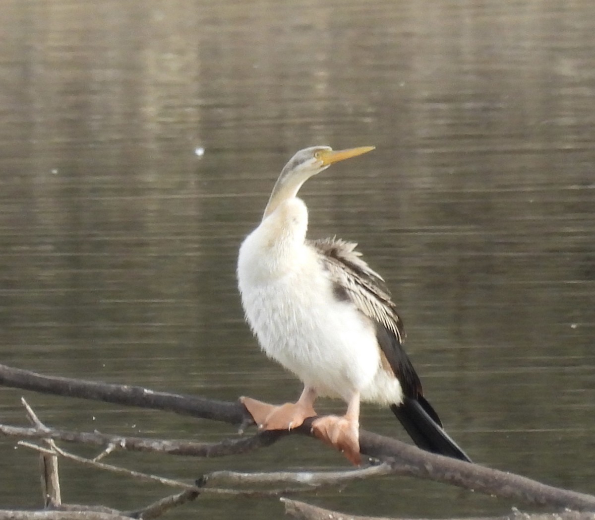 Australasian Darter - ML638578564