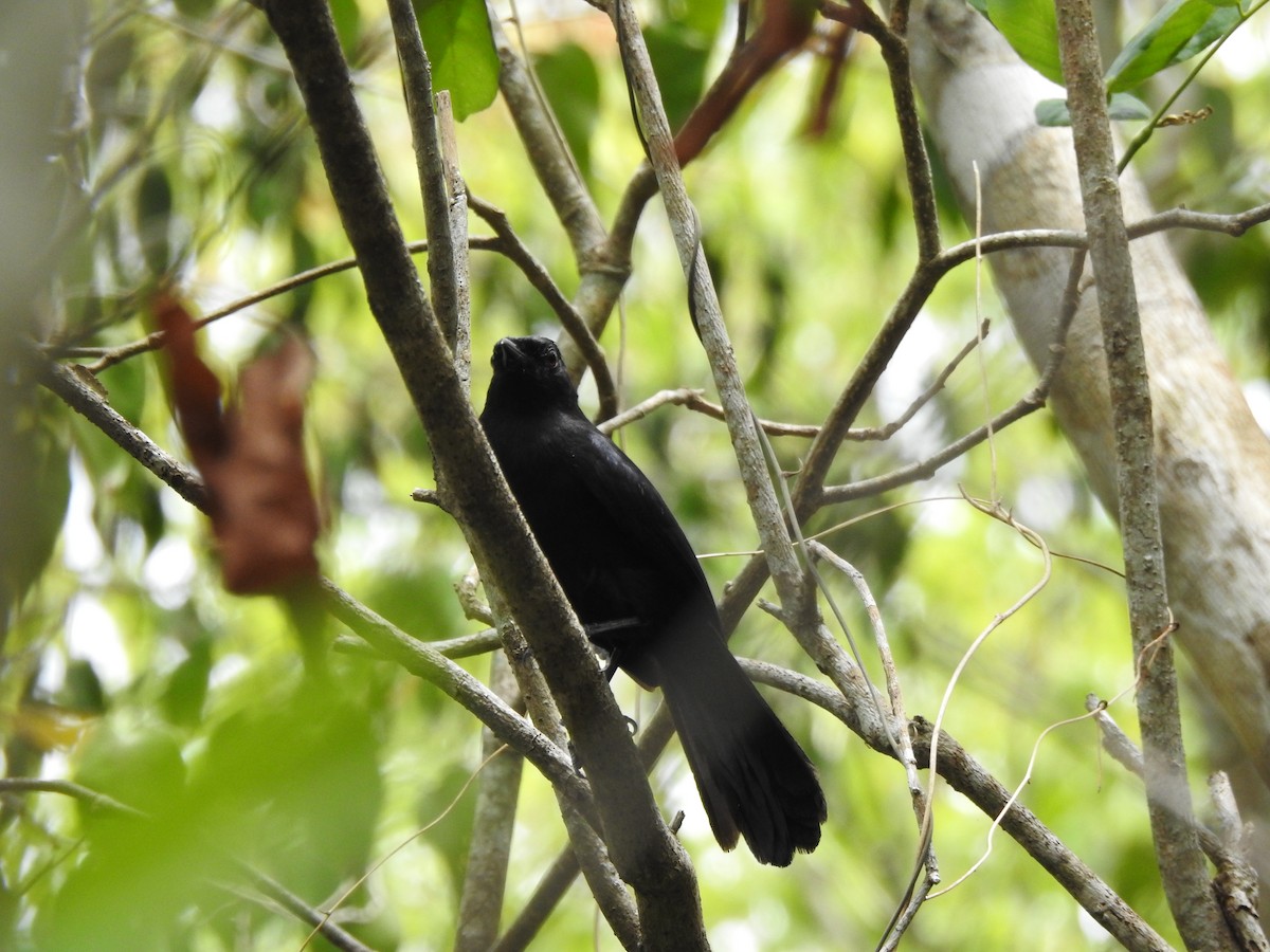 Black Catbird - ML638578565