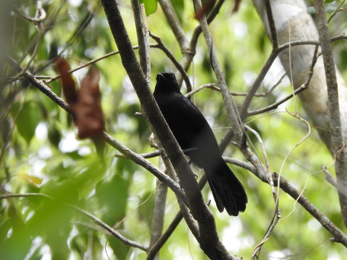 Black Catbird - ML638578566