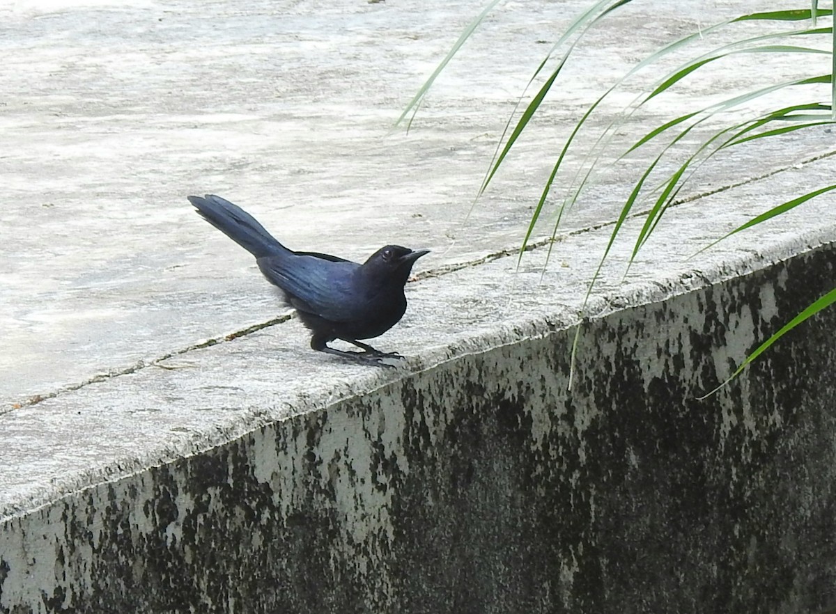 Black Catbird - ML638578567