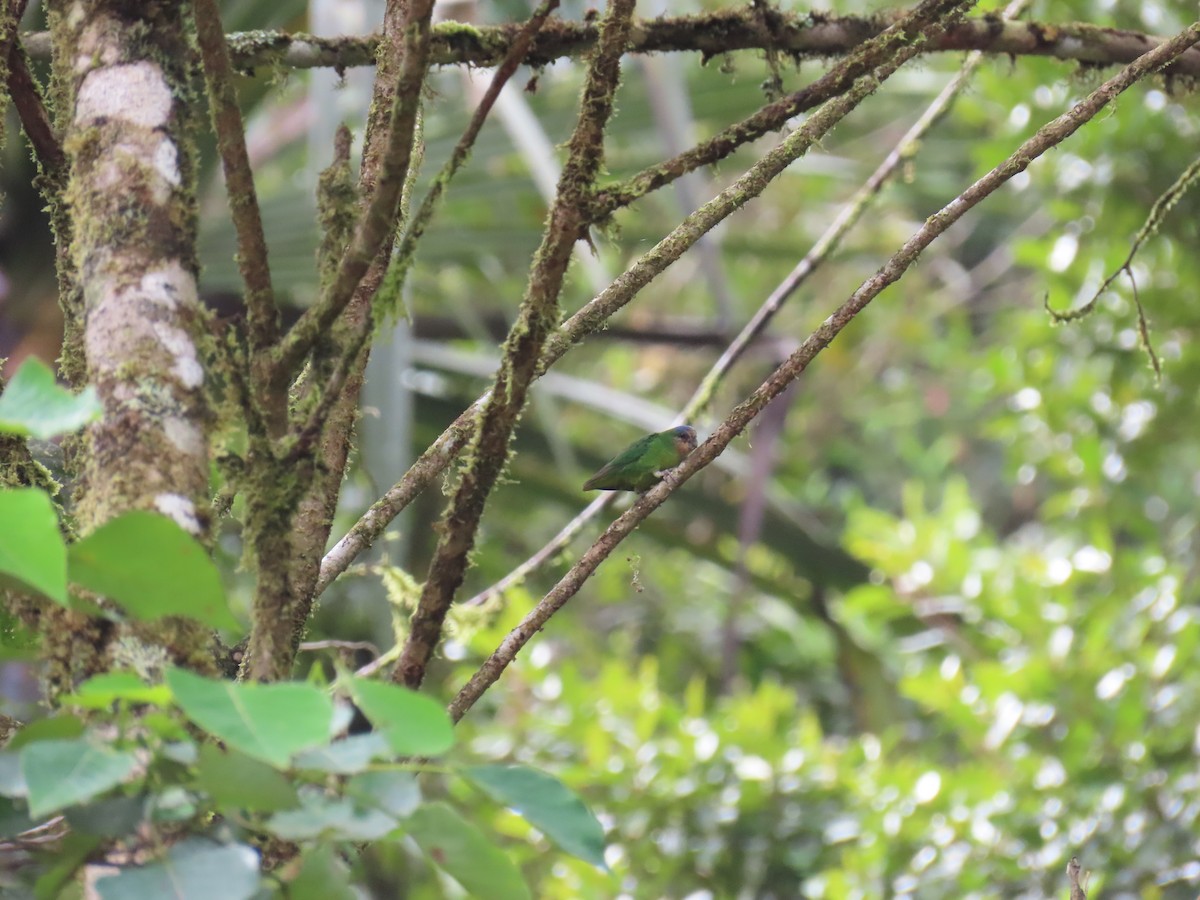 Red-breasted Pygmy-Parrot - ML638578571