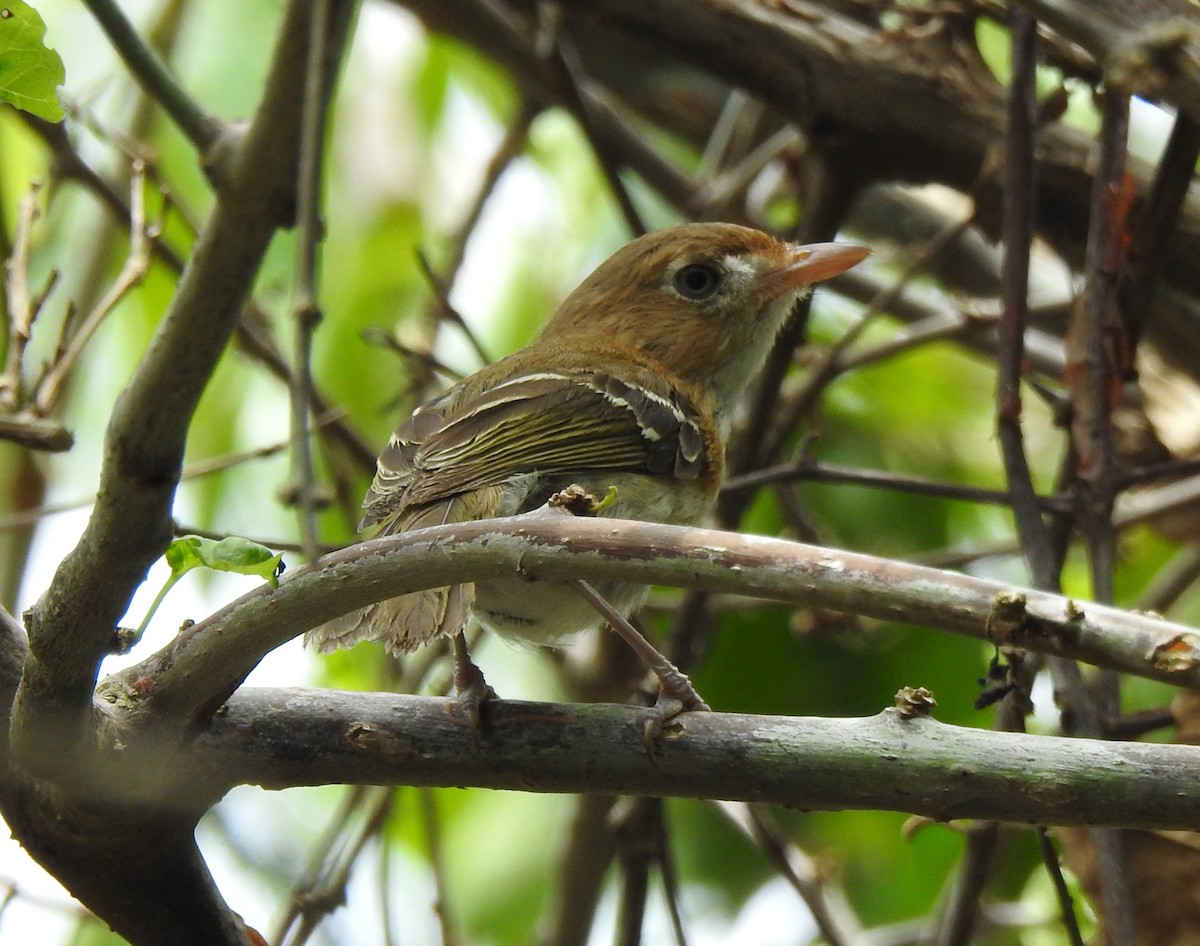 Cozumel Vireo - ML638578572