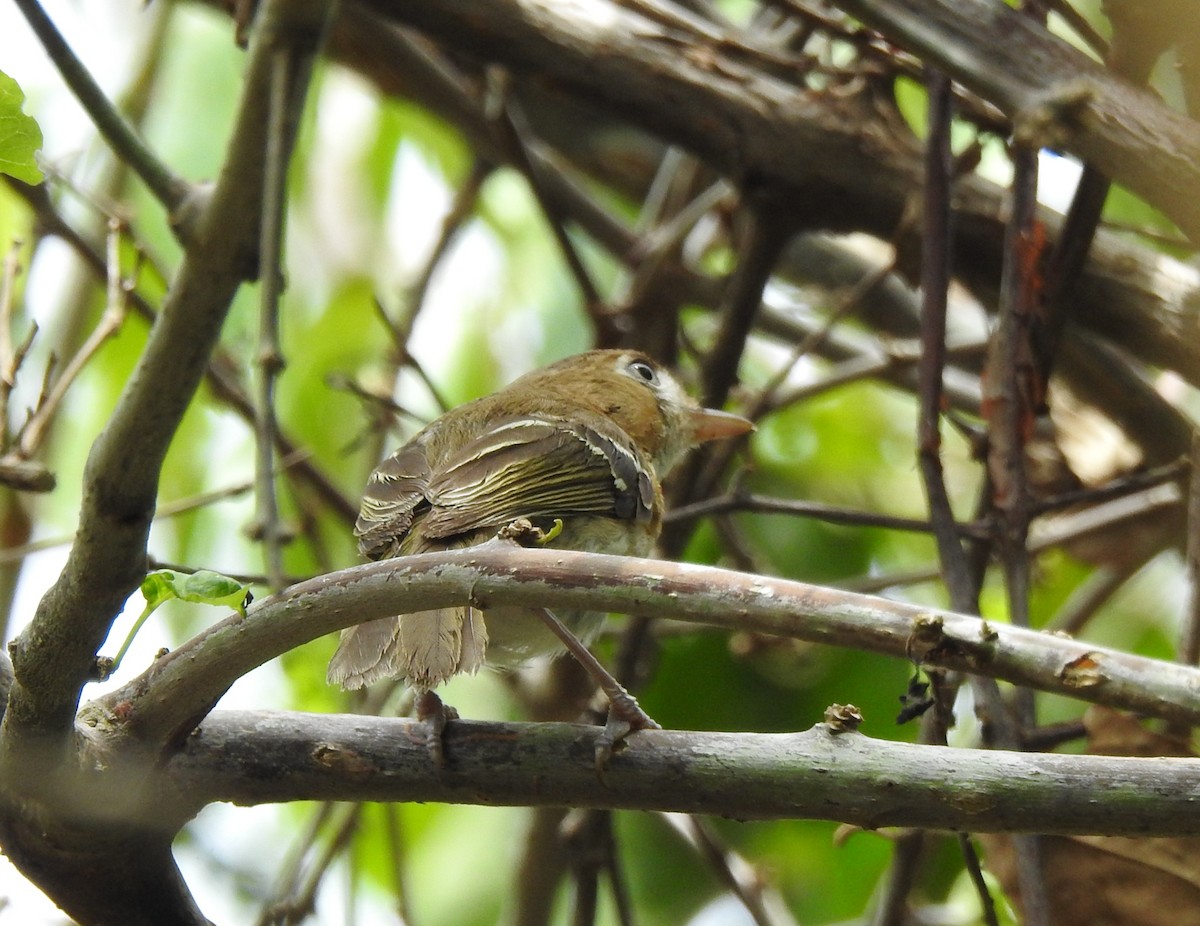 Cozumel Vireo - ML638578573