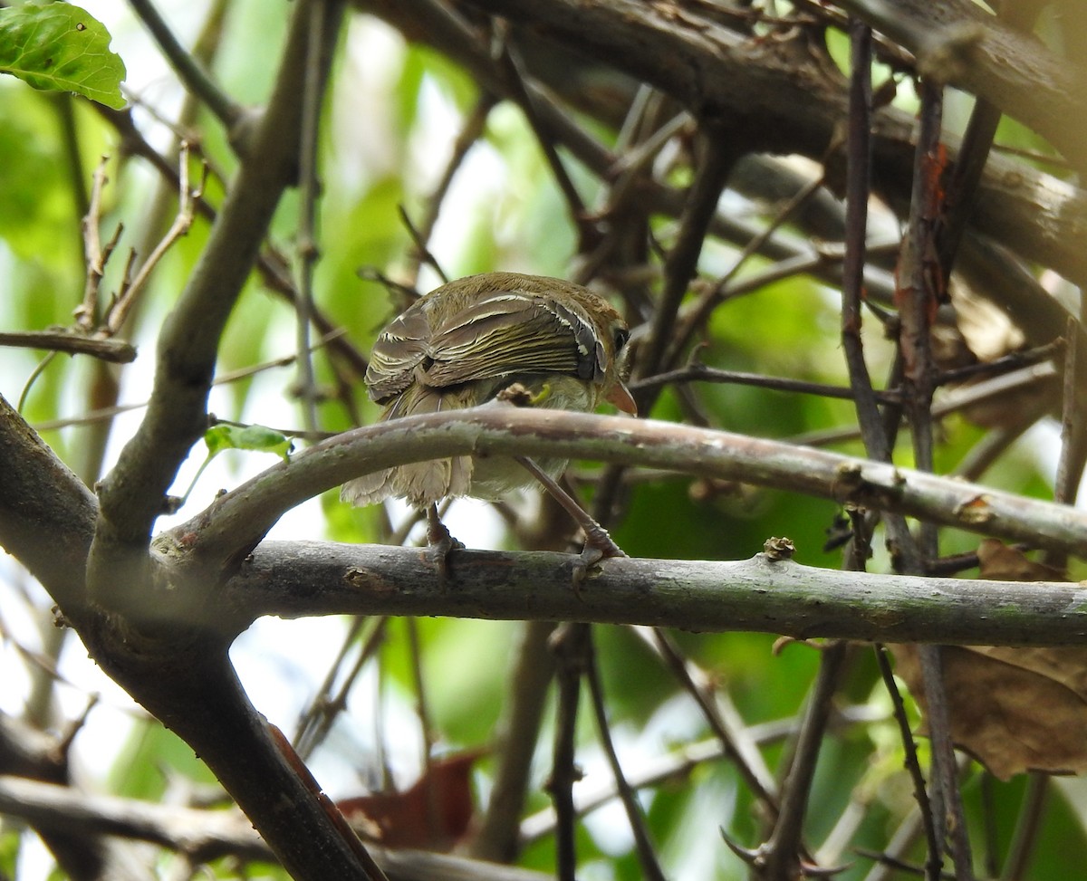 Cozumel Vireo - ML638578575