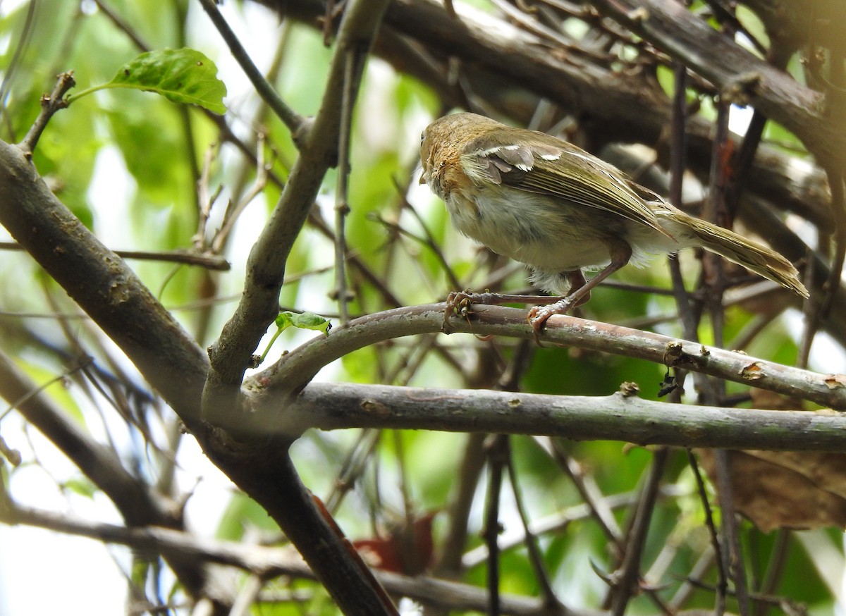 Cozumel Vireo - ML638578578