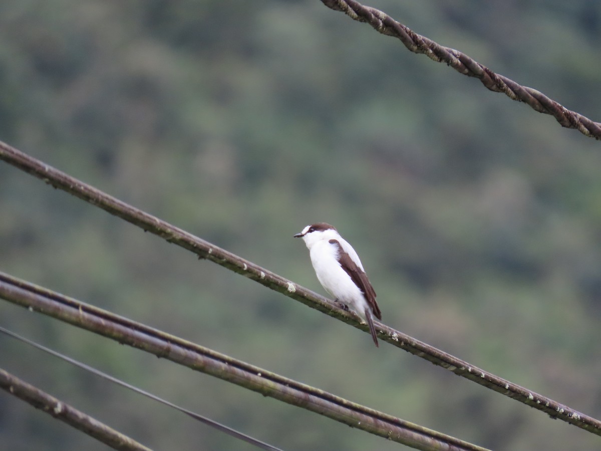 Torrent Flyrobin - ML638578590