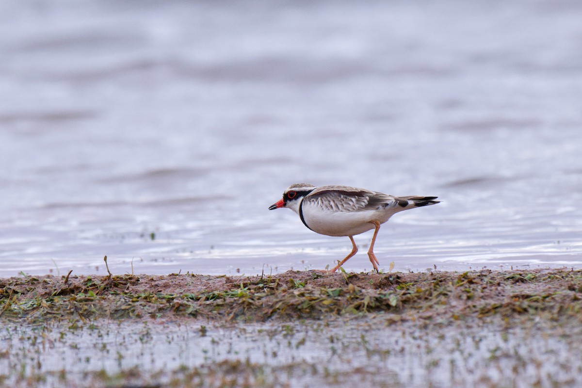 Black-fronted Dotterel - ML638578591