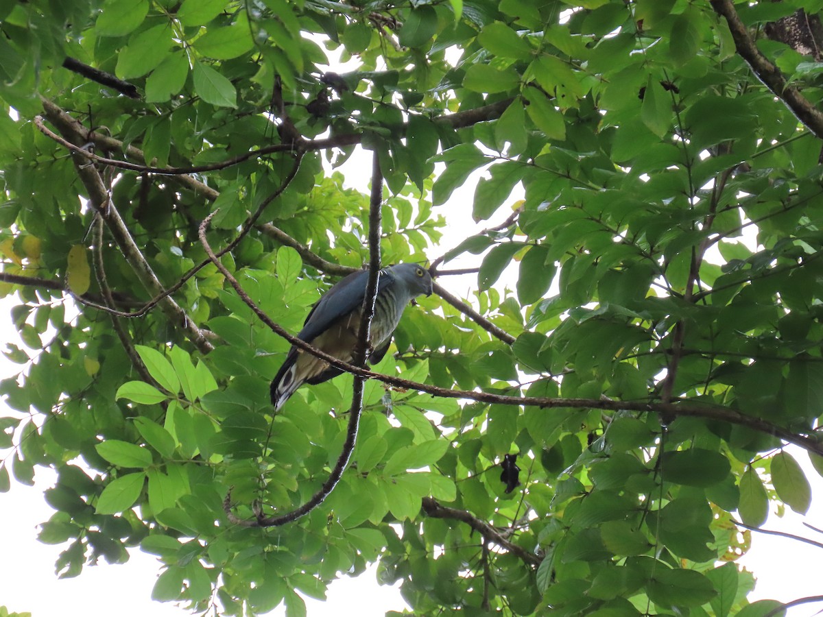 Pacific Baza - ML638578607