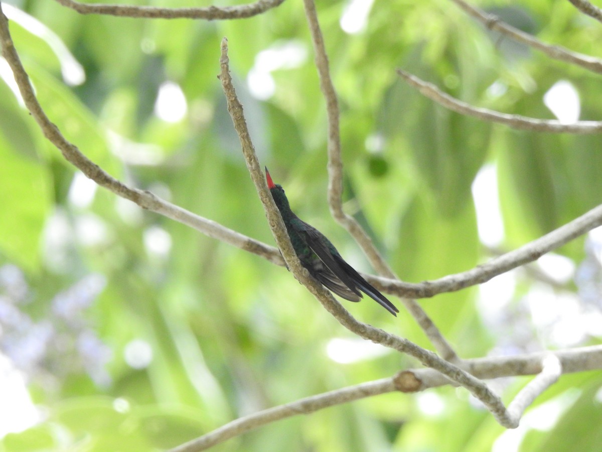 Cozumel Emerald - ML638578702