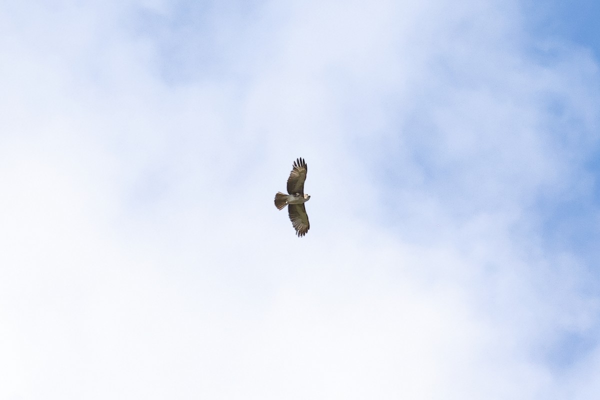 Pygmy Eagle - ML638578746