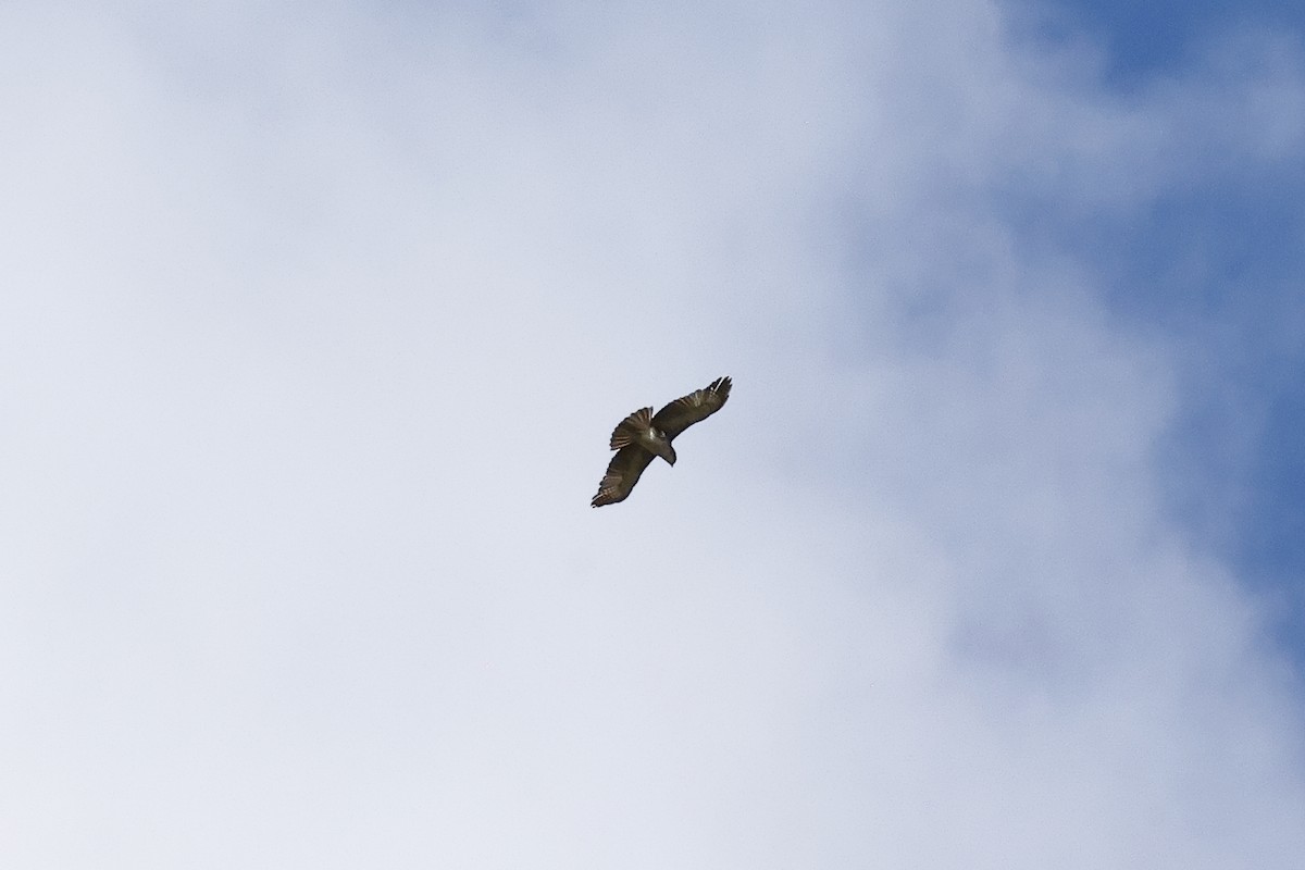 Pygmy Eagle - ML638578747