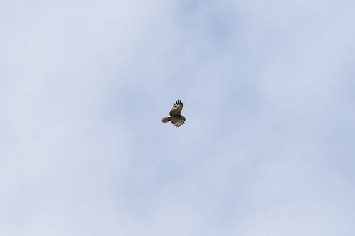 Pygmy Eagle - ML638578748