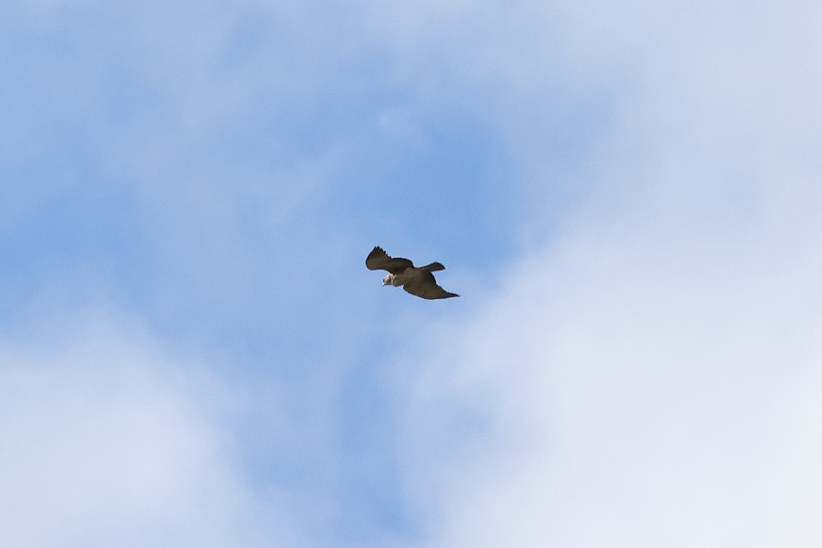 Pygmy Eagle - ML638578749