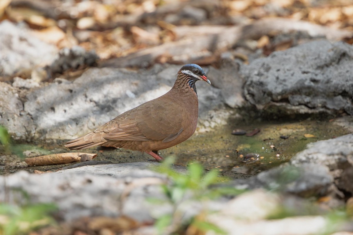 Blue-headed Quail-Dove - ML638578760