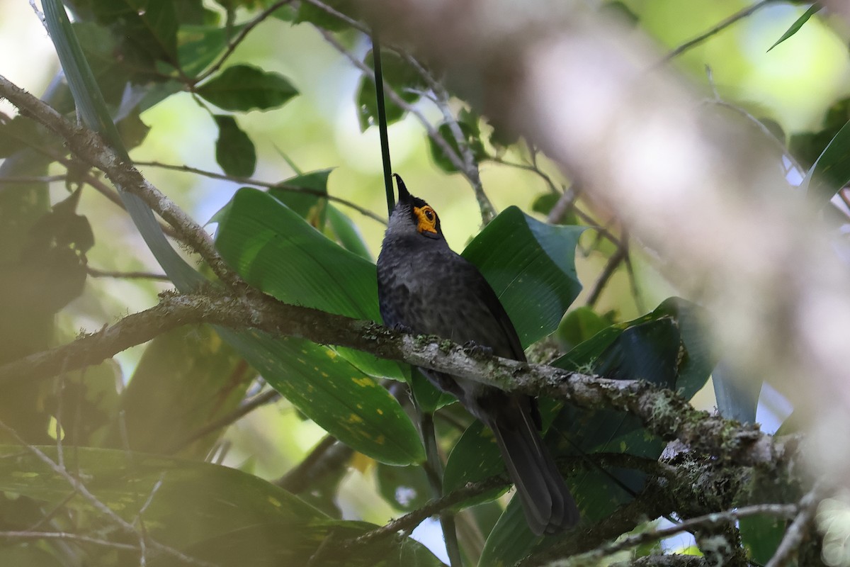 Smoky Honeyeater - ML638578761