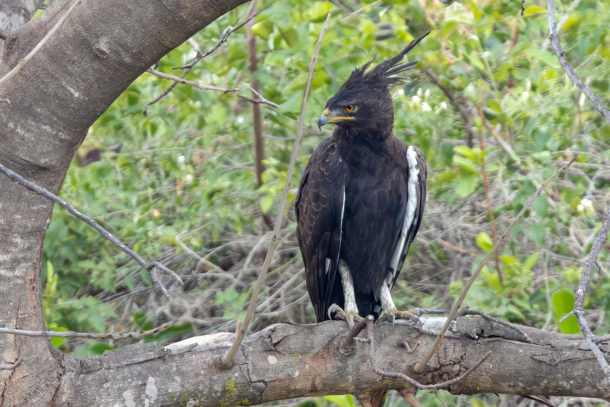 Long-crested Eagle - ML638578775