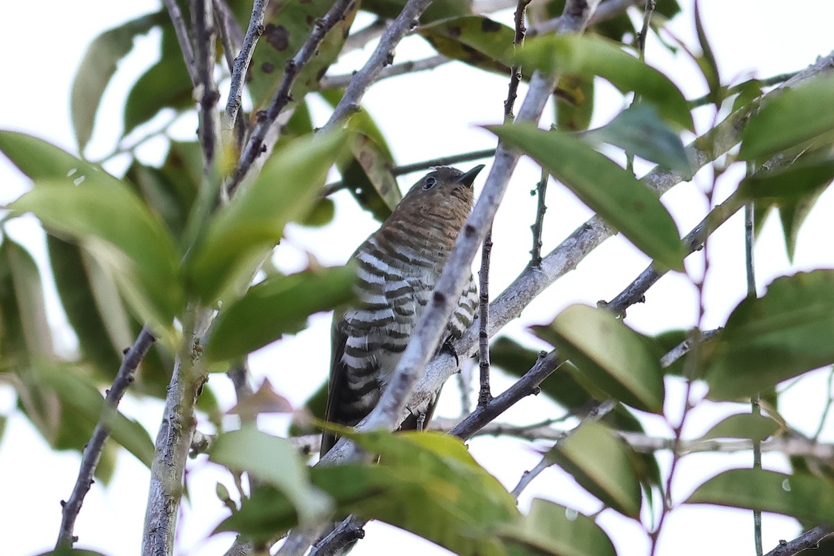 Rufous-throated Bronze-Cuckoo - ML638578777