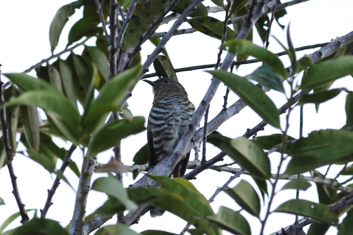 Rufous-throated Bronze-Cuckoo - ML638578778