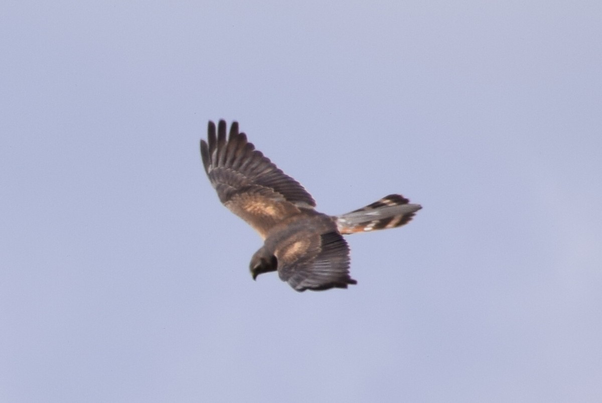 enghauk - ML638578783