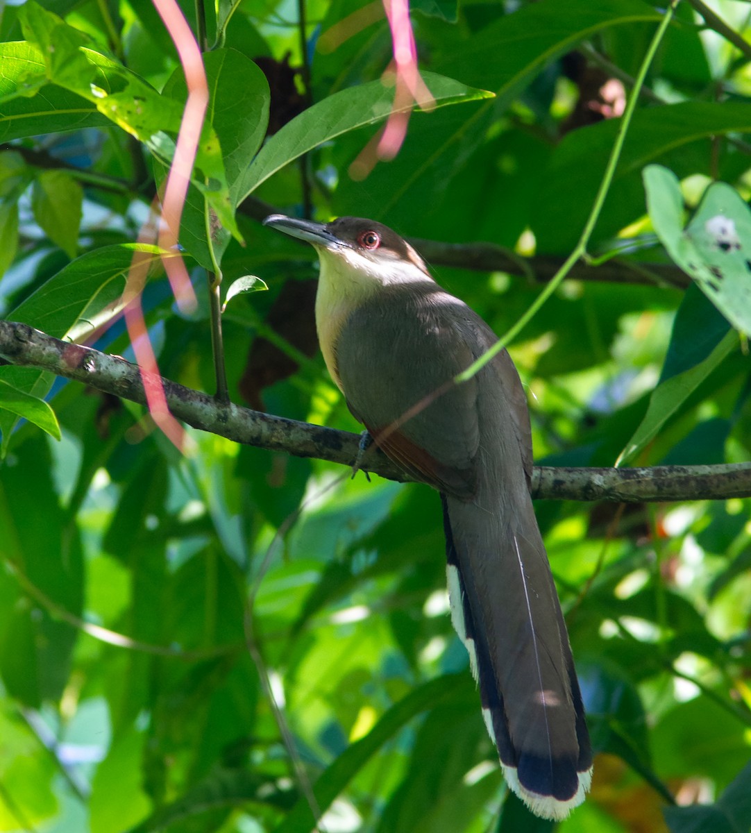 Jamaican Lizard-Cuckoo - ML638578805