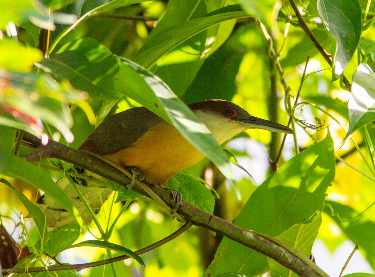 Jamaican Lizard-Cuckoo - ML638578807