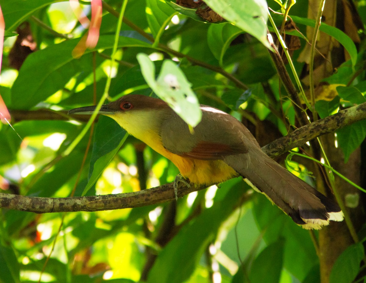Jamaican Lizard-Cuckoo - ML638578811