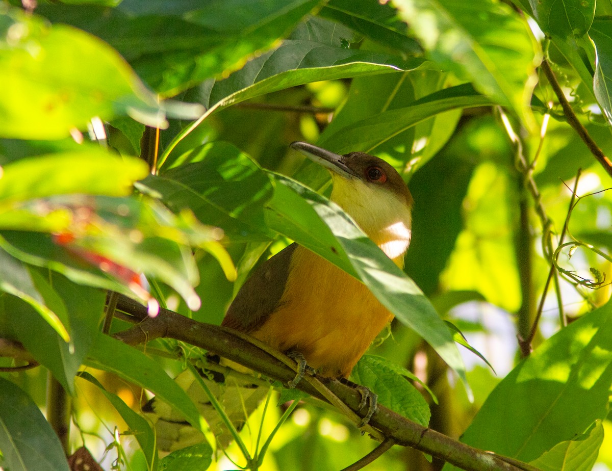 Jamaican Lizard-Cuckoo - ML638578816