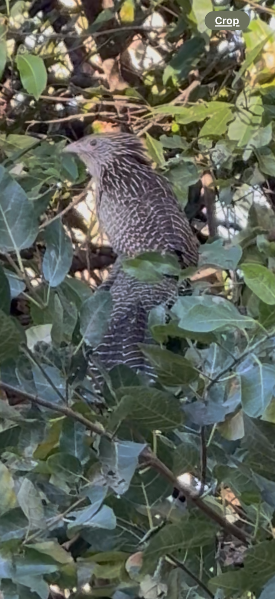 Pheasant Coucal - ML638578819