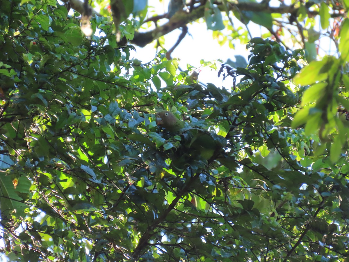 Red-cheeked Parrot - ML638578820