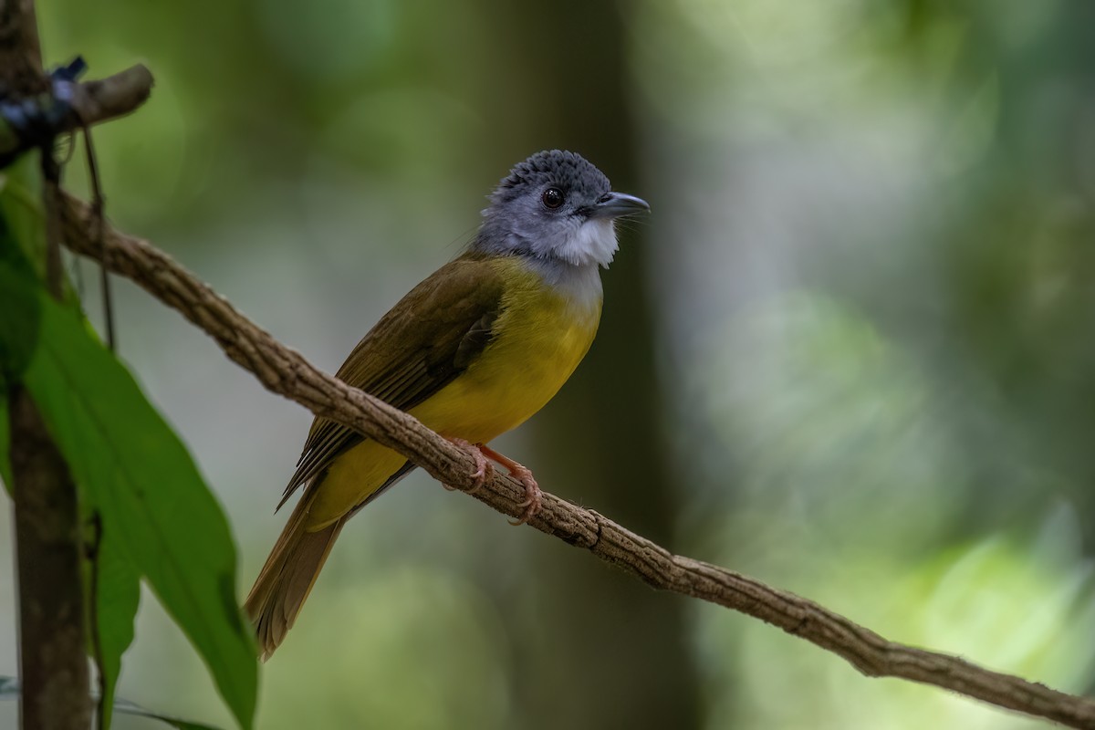 Yellow-bellied Bulbul - ML638578822