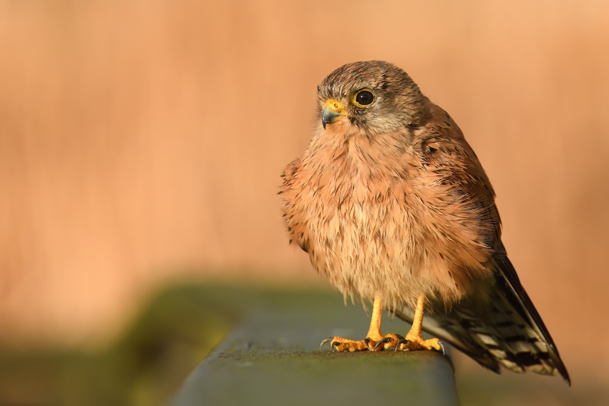 Rock Kestrel - ML638578823