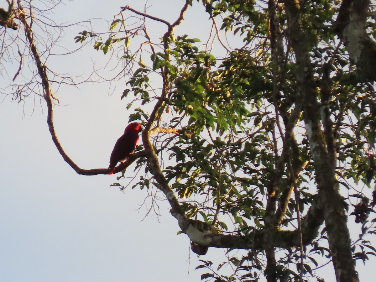 Papuan Eclectus - ML638578854