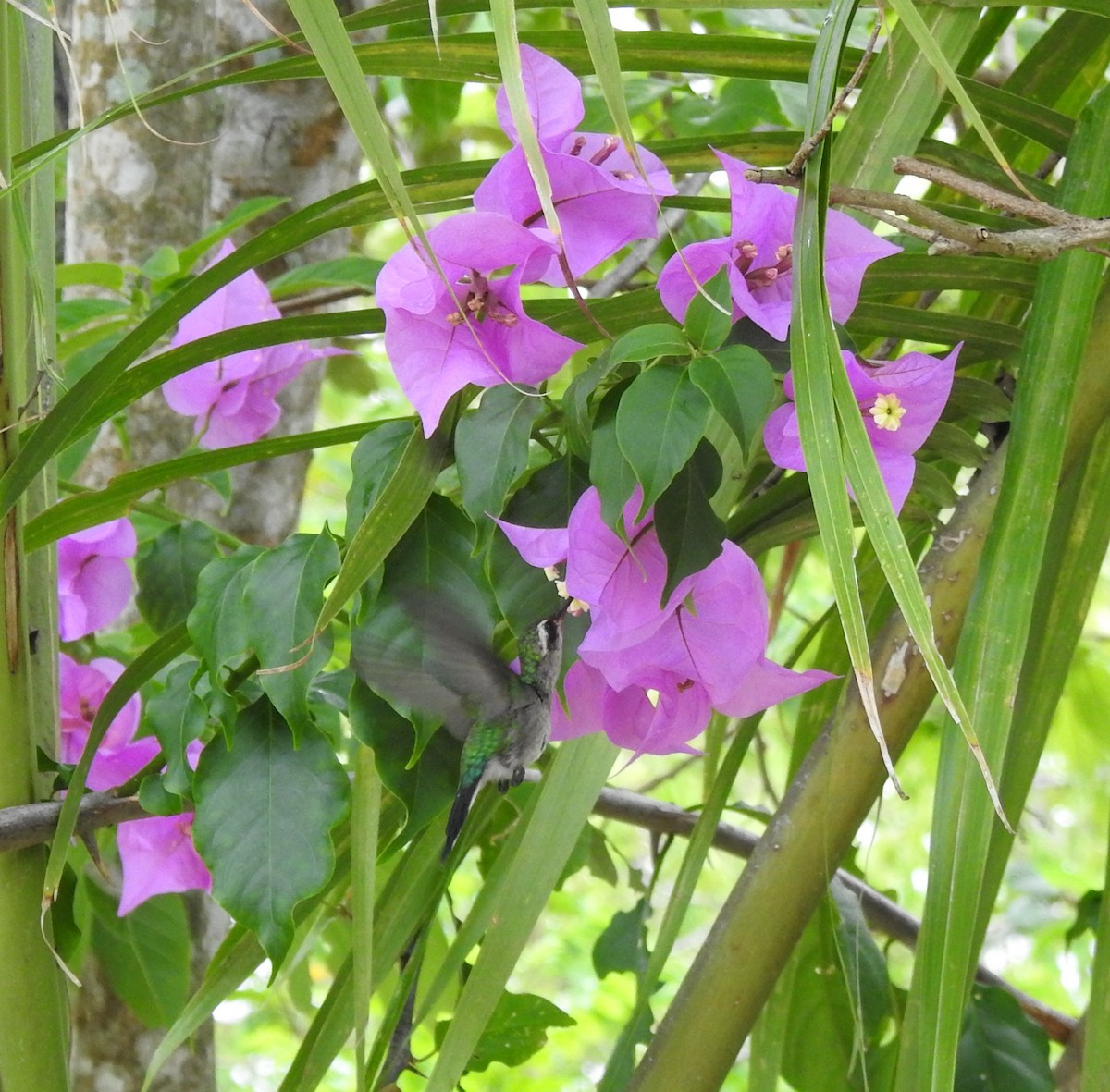 Cozumel Emerald - ML638578879