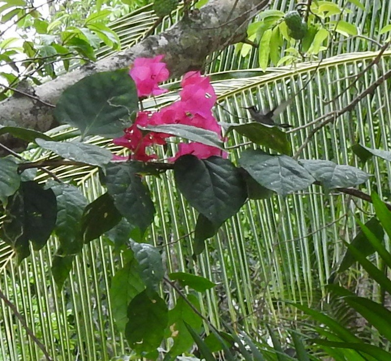Cozumel Emerald - ML638578882