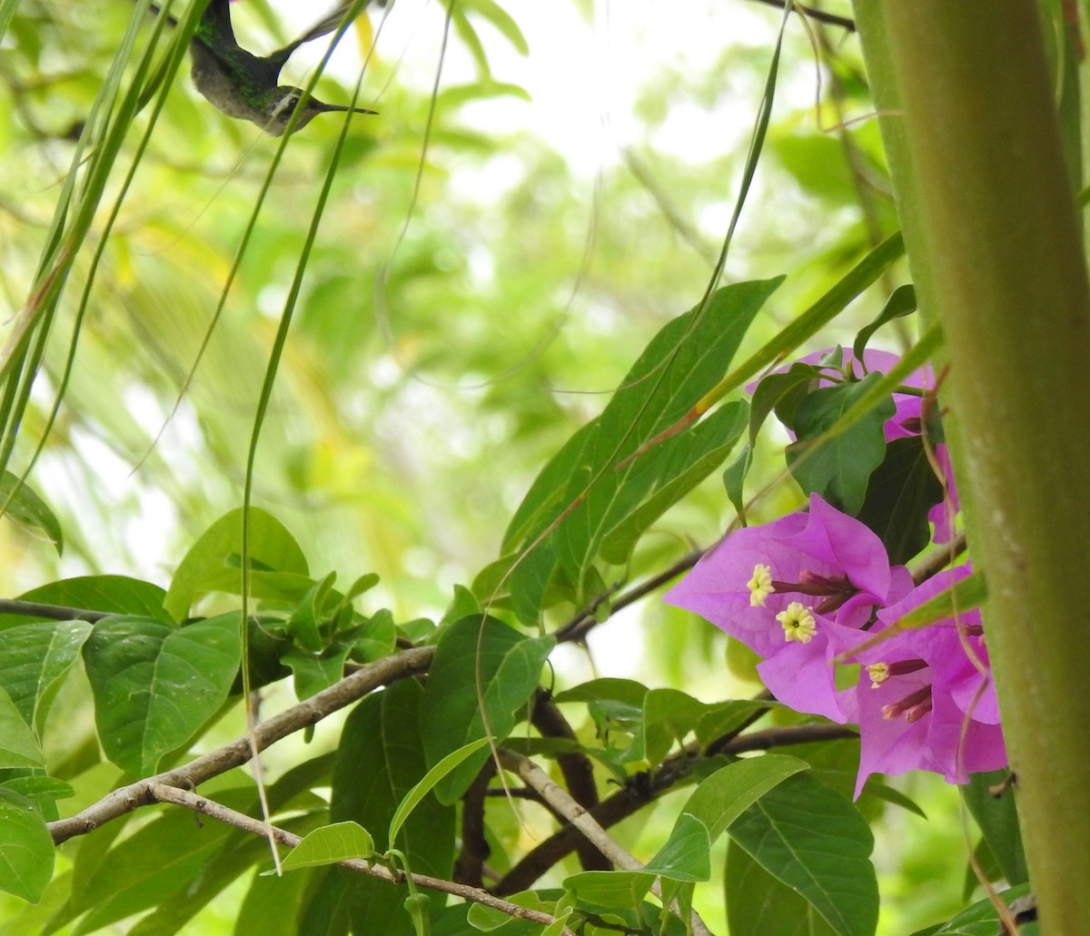 Cozumel Emerald - ML638578884