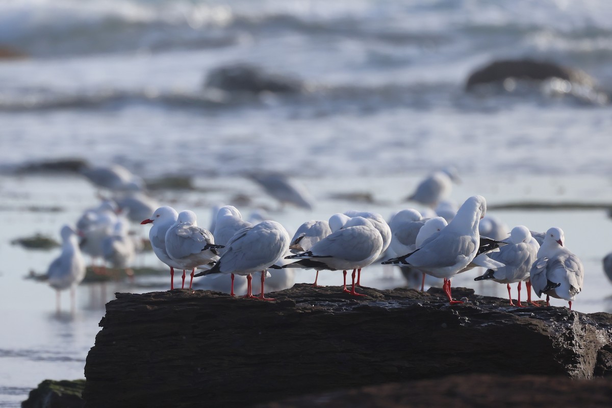 Silver Gull - ML638578888