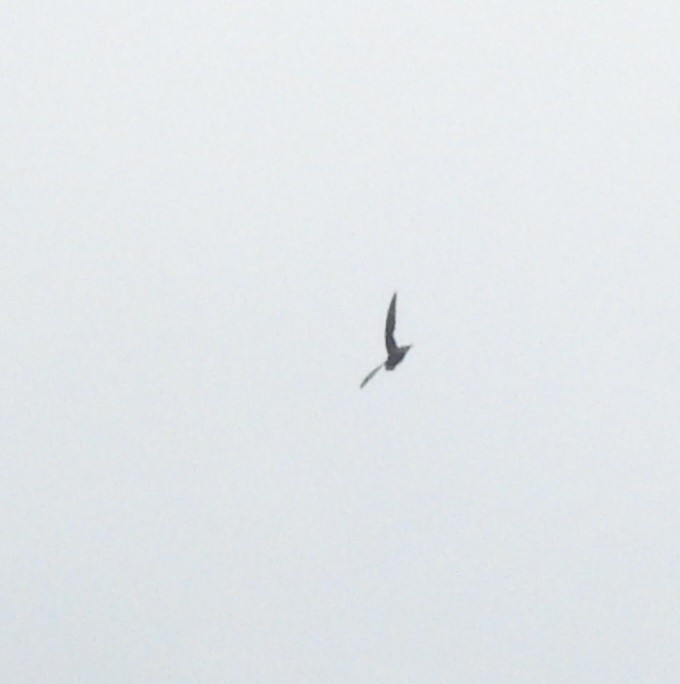 Vaux's Swift (Yucatan) - ML638578890