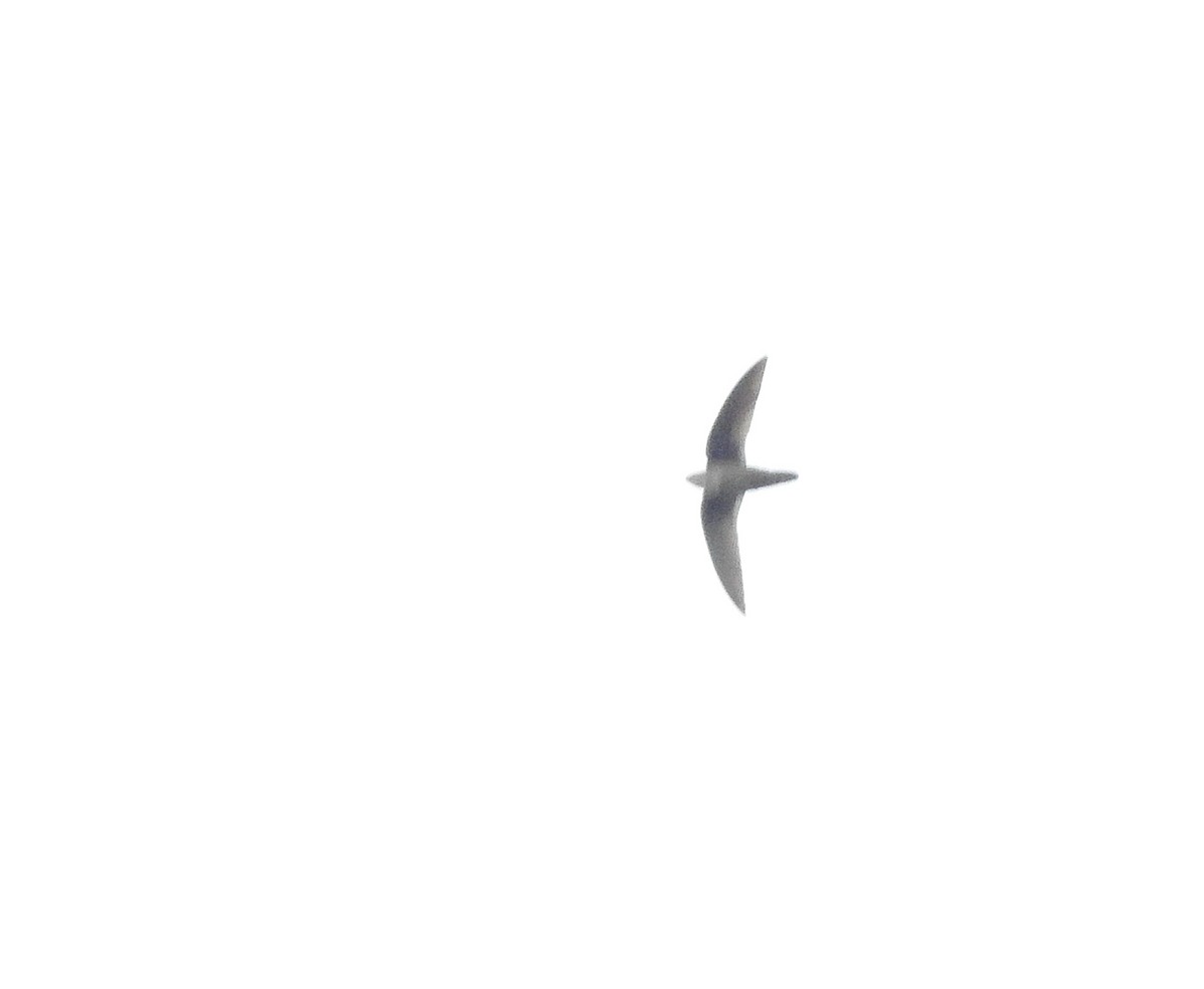 Vaux's Swift (Yucatan) - ML638578891