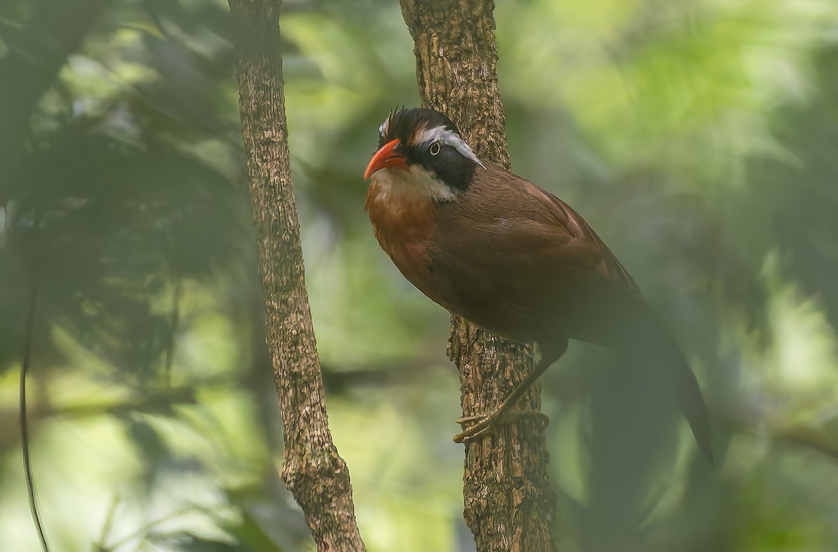 Black-crowned Scimitar-Babbler - ML638578912