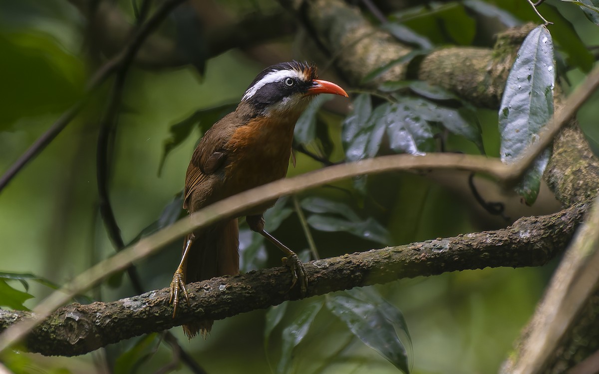 Black-crowned Scimitar-Babbler - ML638578914