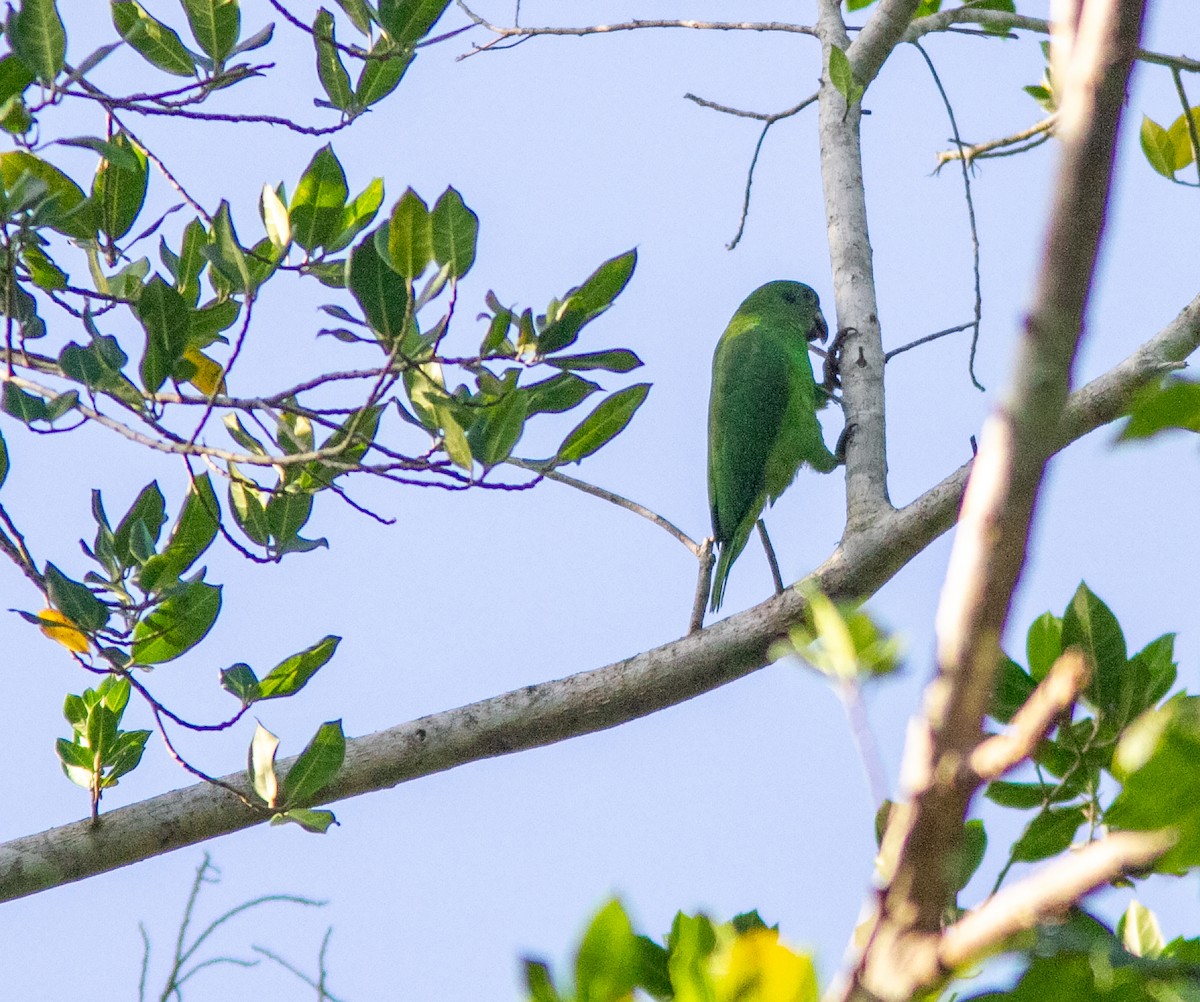 Amazone verte - ML638578949