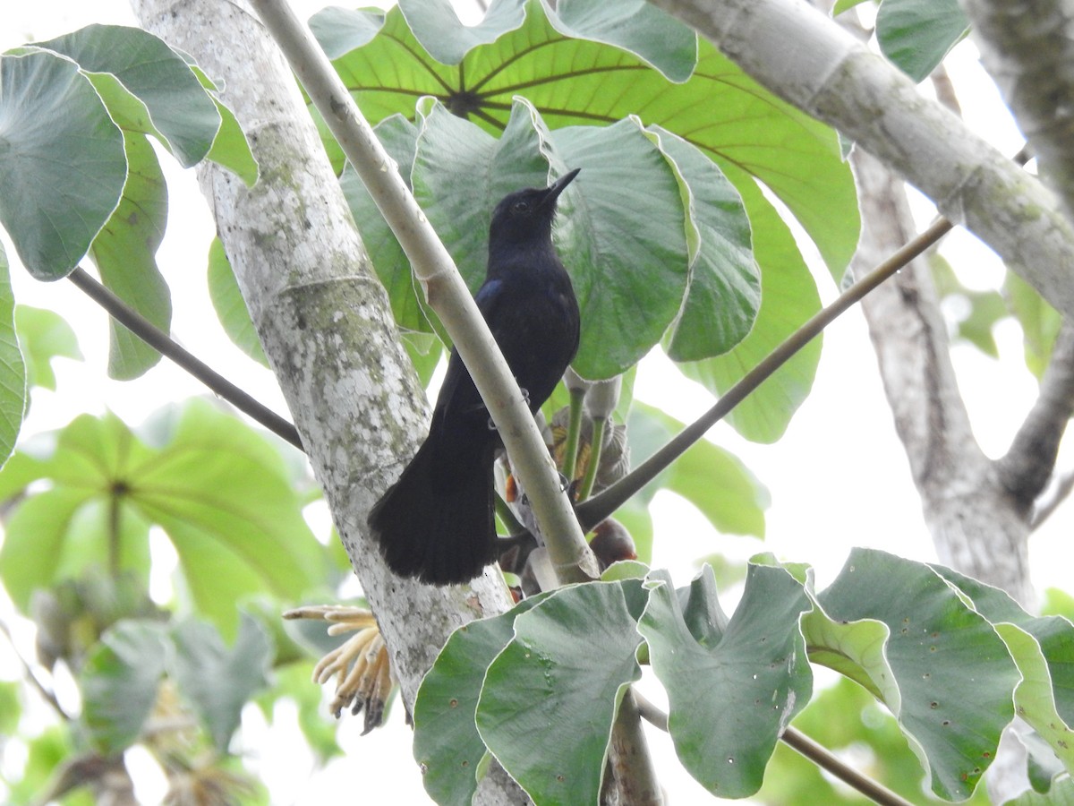 Black Catbird - ML638578952