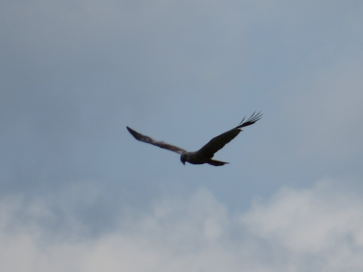Western Marsh Harrier - ML638578968