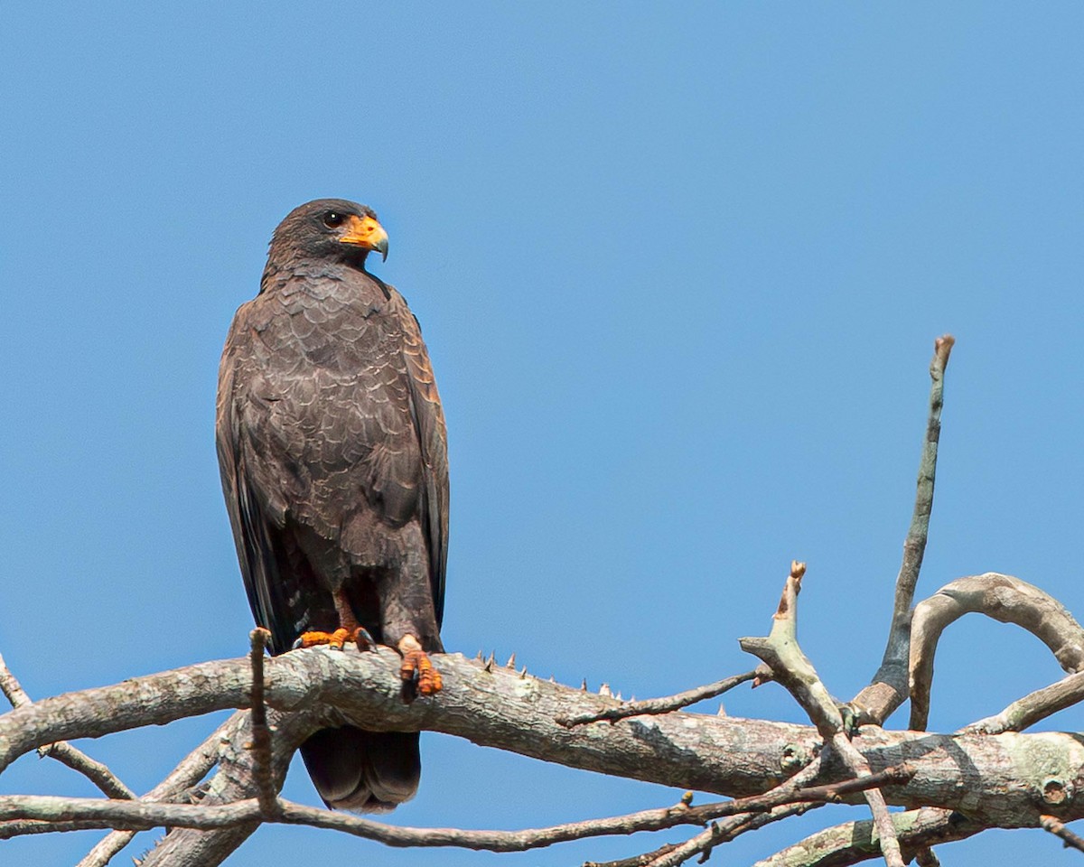 Cuban Black Hawk - ML638578983