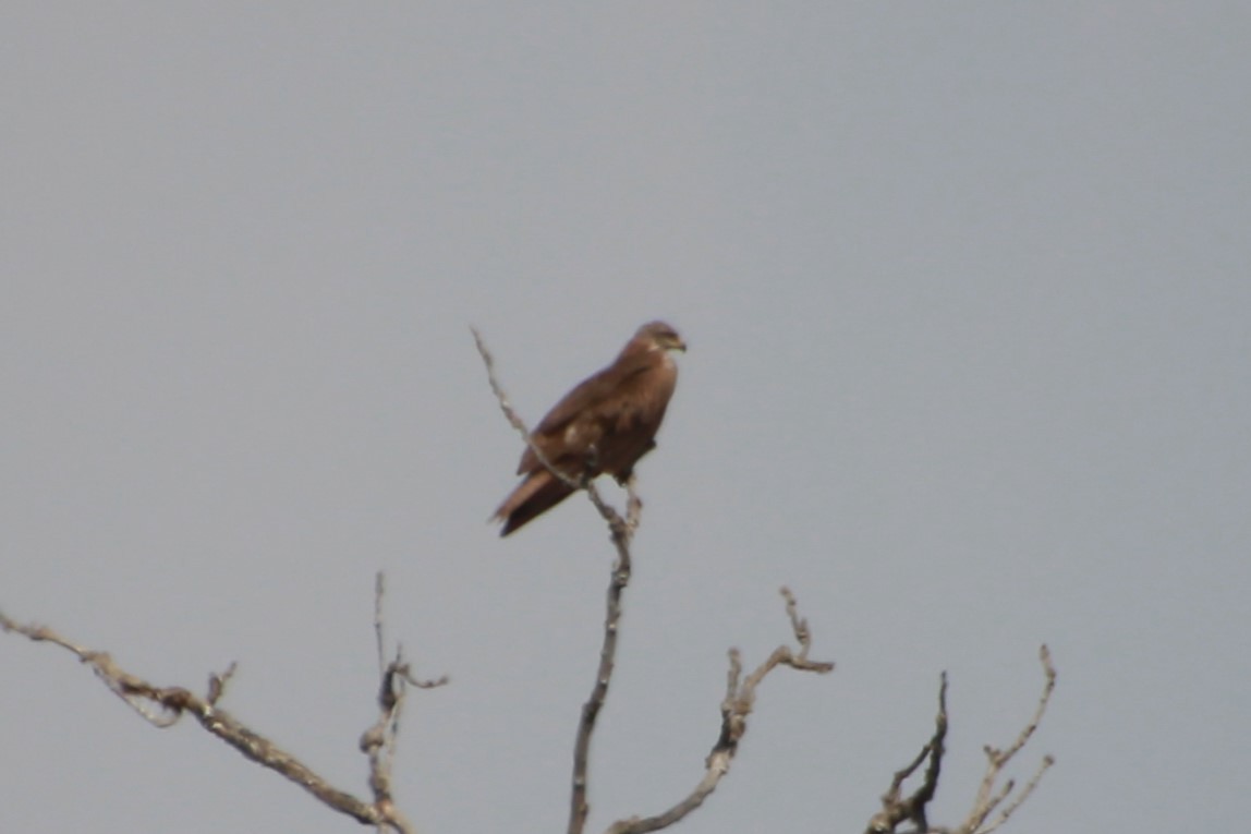 Western Marsh Harrier - ML638579140