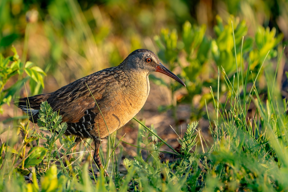 Virginia Rail - ML638579143