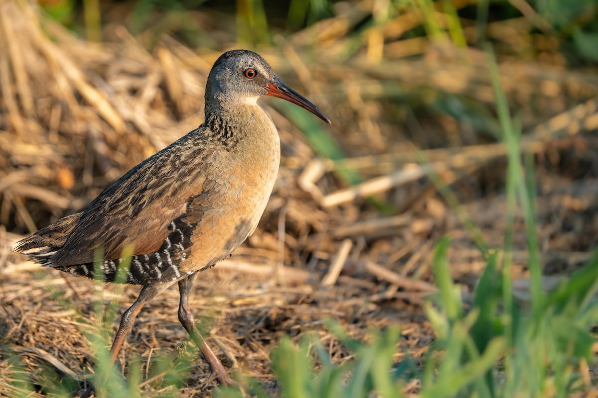 Virginia Rail - ML638579144